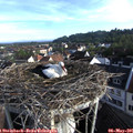 07_25-nest.jpg