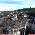 07_40-nest.jpg