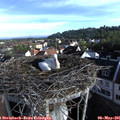 07_45-nest.jpg