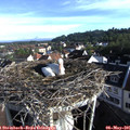 07_50-nest.jpg