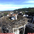 07_55-nest.jpg