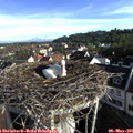 08_00-nest.jpg