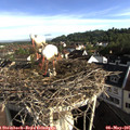 08_05-nest.jpg