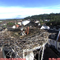 08_10-nest.jpg