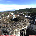 08_15-nest.jpg