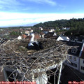 08_25-nest.jpg
