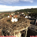 08_30-nest.jpg