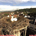 08_35-nest.jpg