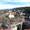 08_40-nest.jpg