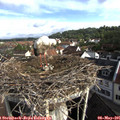 08_45-nest.jpg