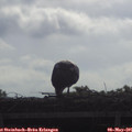08_50-mast.jpg
