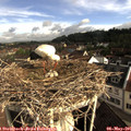 08_50-nest.jpg