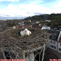 09_00-nest.jpg