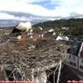 09_10-nest.jpg