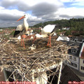 09_15-nest.jpg