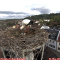 09_20-nest.jpg