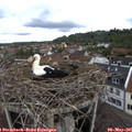 09_30-nest.jpg