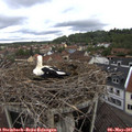 09_35-nest.jpg