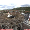 09_40-nest.jpg