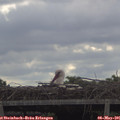 09_45-mast.jpg
