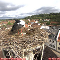 09_50-nest.jpg