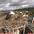 09_55-nest.jpg