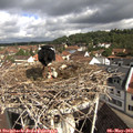 10_00-nest.jpg