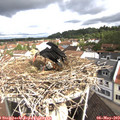 10_05-nest.jpg