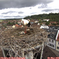 10_10-nest.jpg