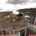 10_15-nest.jpg