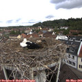10_20-nest.jpg
