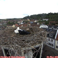 10_25-nest.jpg