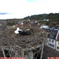 10_30-nest.jpg