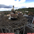 10_35-nest.jpg
