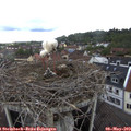 10_40-nest.jpg
