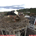 10_45-nest.jpg