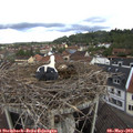 10_50-nest.jpg