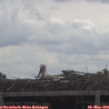 10_55-mast.jpg