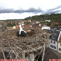 10_55-nest.jpg