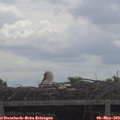 11_00-mast.jpg
