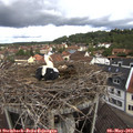 11_00-nest.jpg