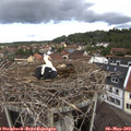 11_05-nest.jpg