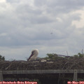 11_10-mast.jpg