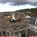 11_10-nest.jpg