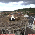 11_15-nest.jpg