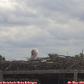 11_20-mast.jpg