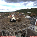 11_20-nest.jpg