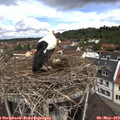 11_25-nest.jpg