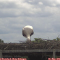 11_30-mast.jpg