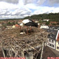 11_30-nest.jpg